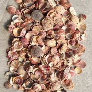 Pink shell variety
